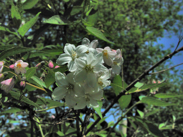 Slender Deutzia